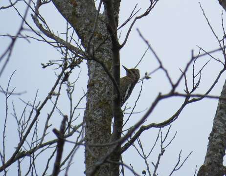 Sphyrapicus Baird & SF 1858 resmi