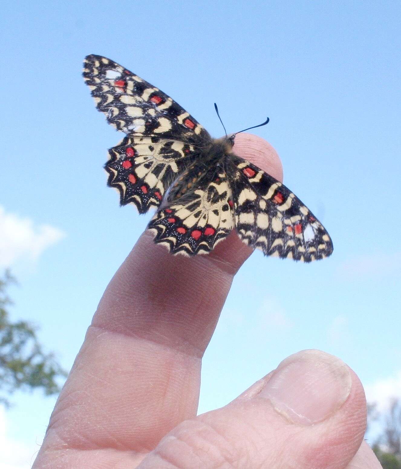 Image of Zerynthia rumina (Linnaeus 1758)