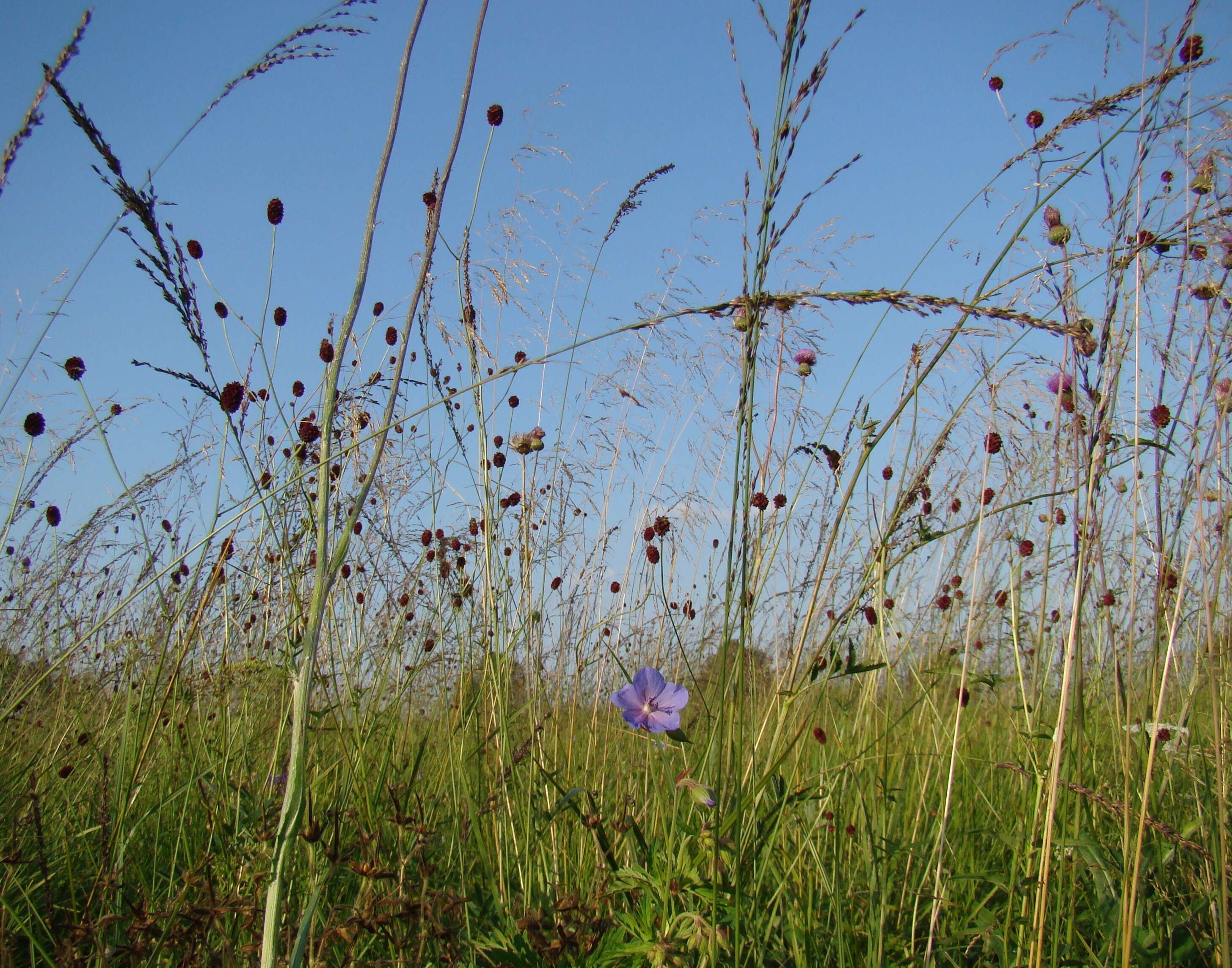 Image of Purple Moor Grass