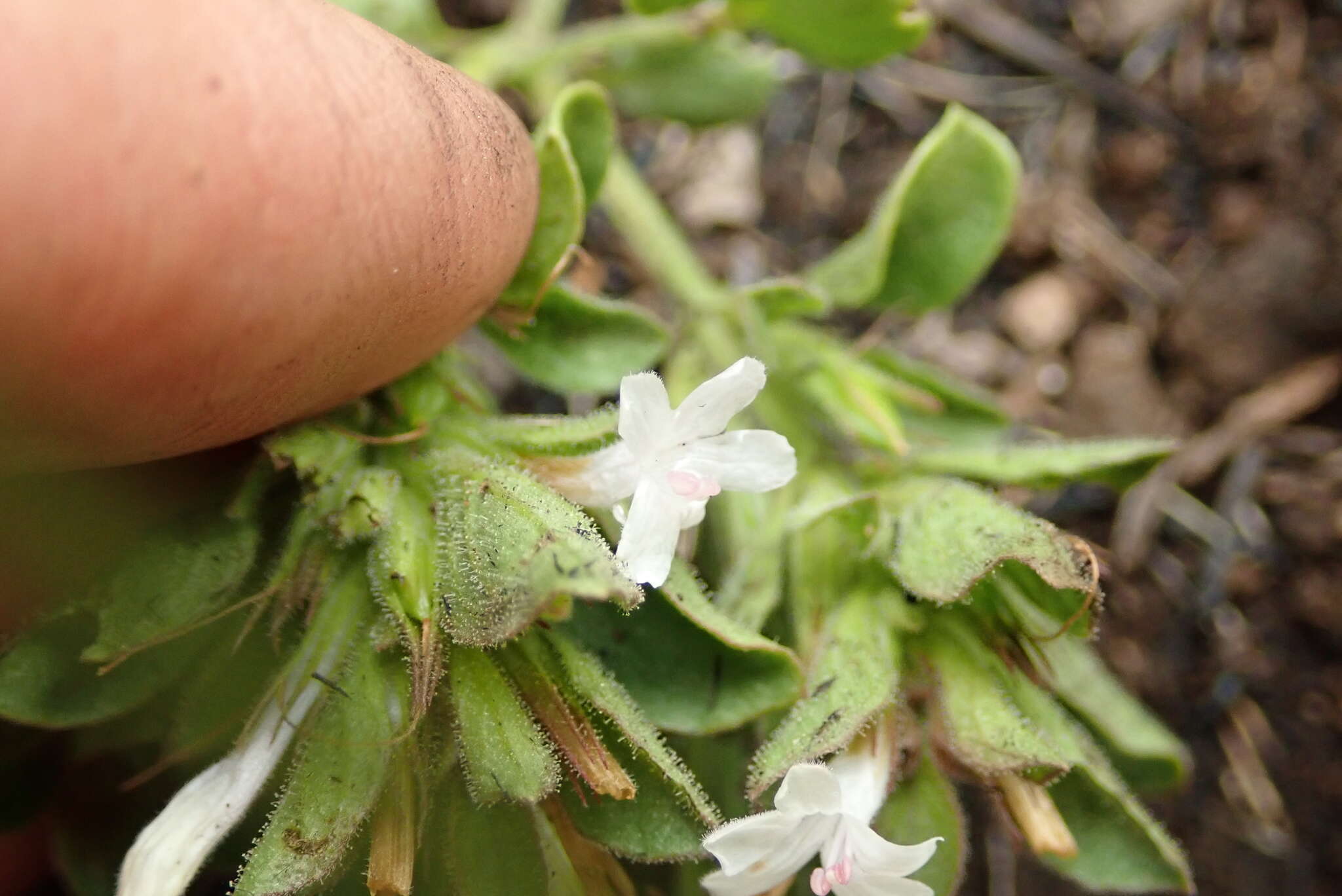 Image of Dyschoriste setigera (Pers.) J. C. Manning & Goldblatt