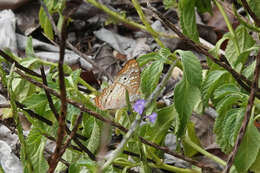 Plancia ëd Anartia jatrophae jamaicensis Möschler 1886