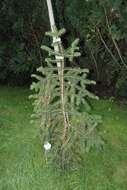 Image of Tigertail Spruce