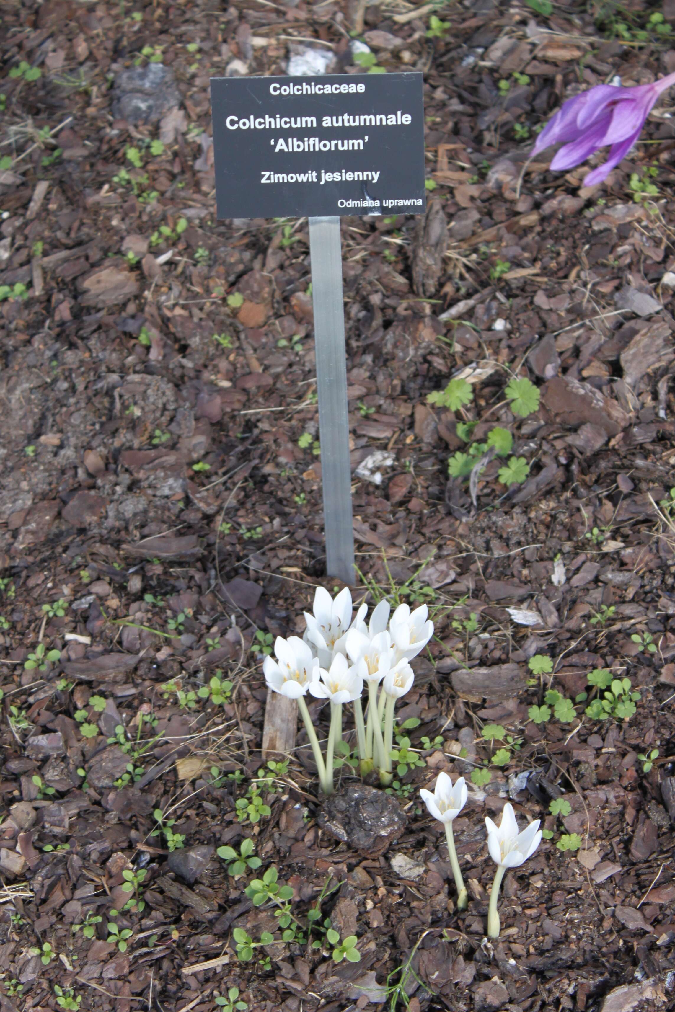 Image of Autumn crocus