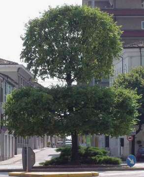 Image of European hornbeam