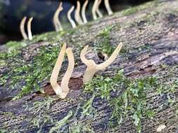 Image de Calocera (Fr.) Fr.