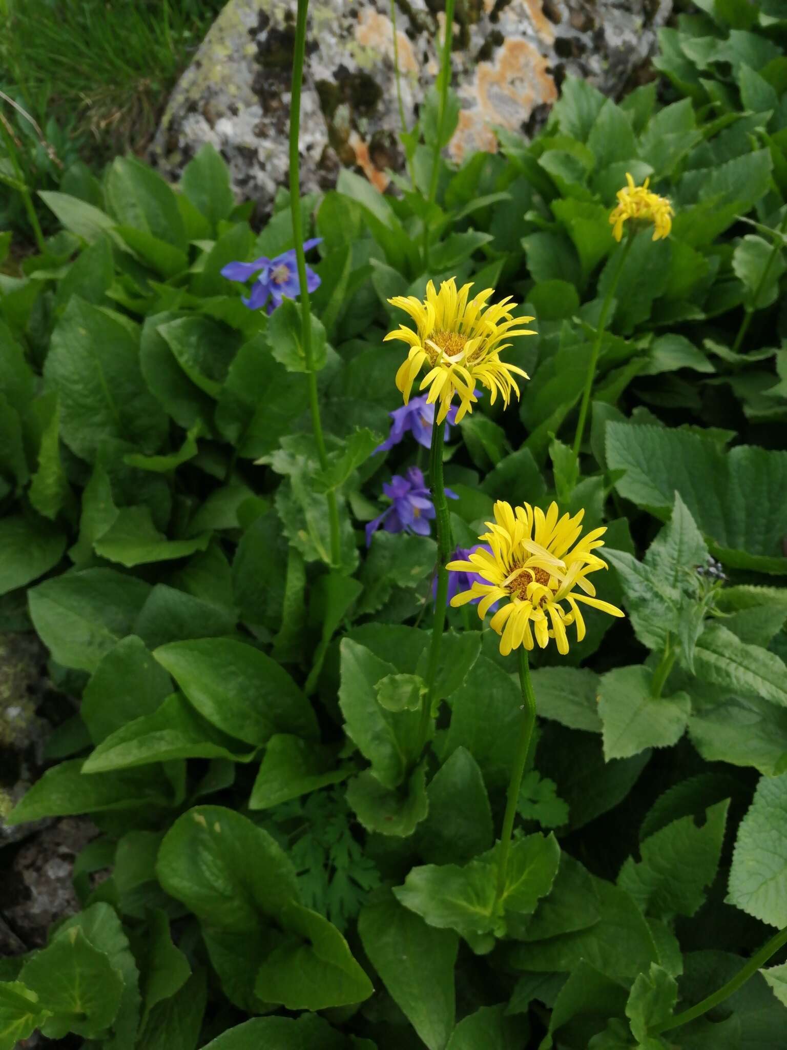 Image of Doronicum altaicum Pall.