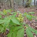 Sivun Aesculus sylvatica W. Bartram kuva