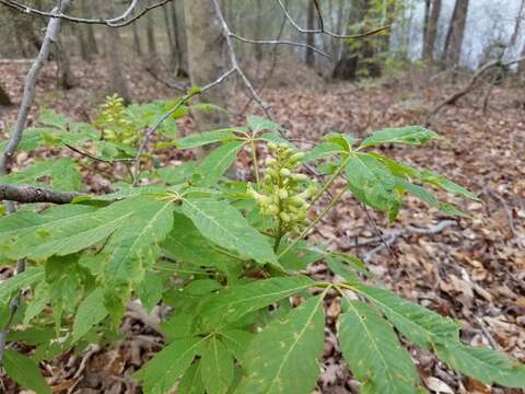 Sivun Aesculus sylvatica W. Bartram kuva