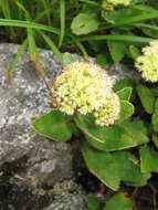 Image of stonecrop