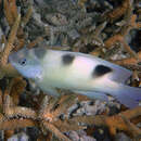 Image of White damselfish