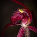 Image of Patricia's spider orchid