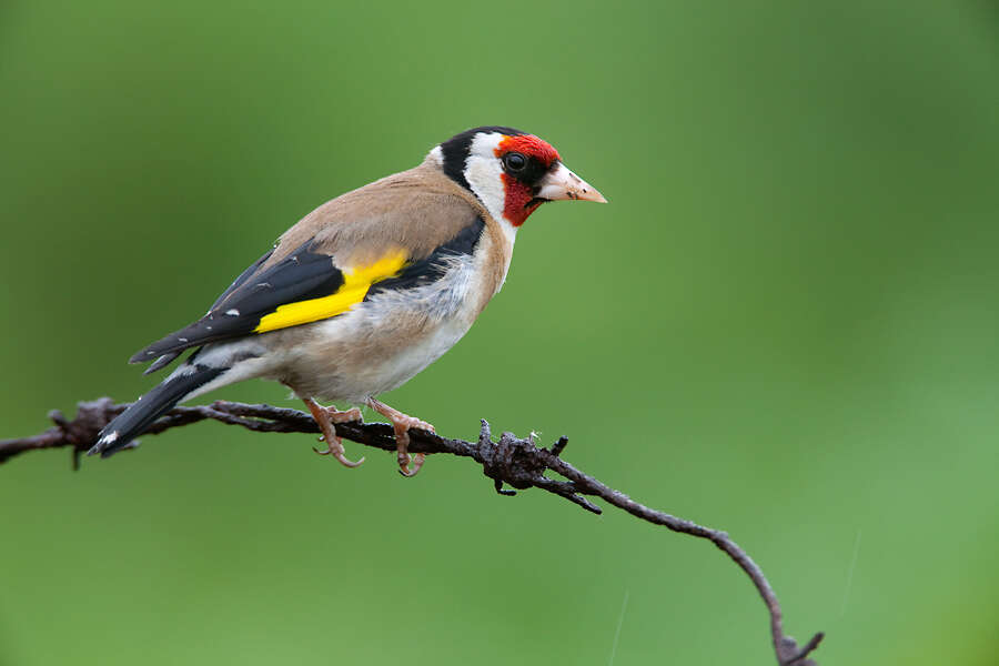 Image of European Goldfinch