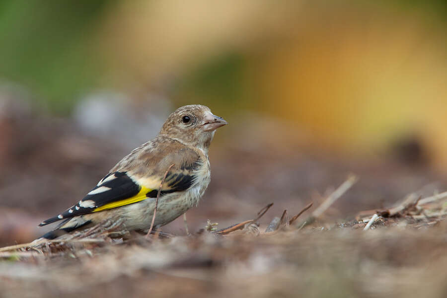 Image of European Goldfinch