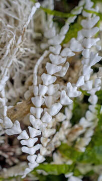 Image of Bossiella orbigniana