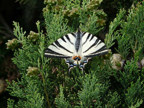 Image of Iphiclides