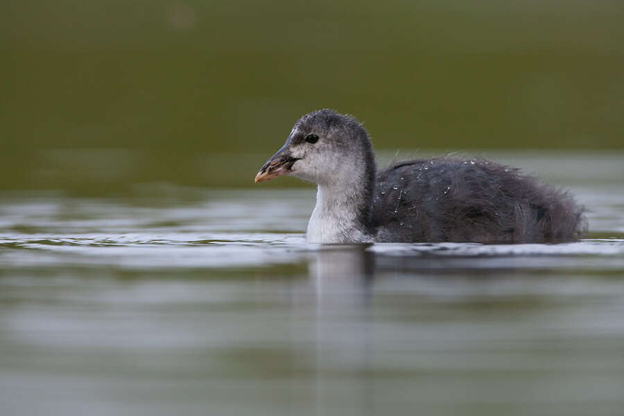 Image of Common Coot