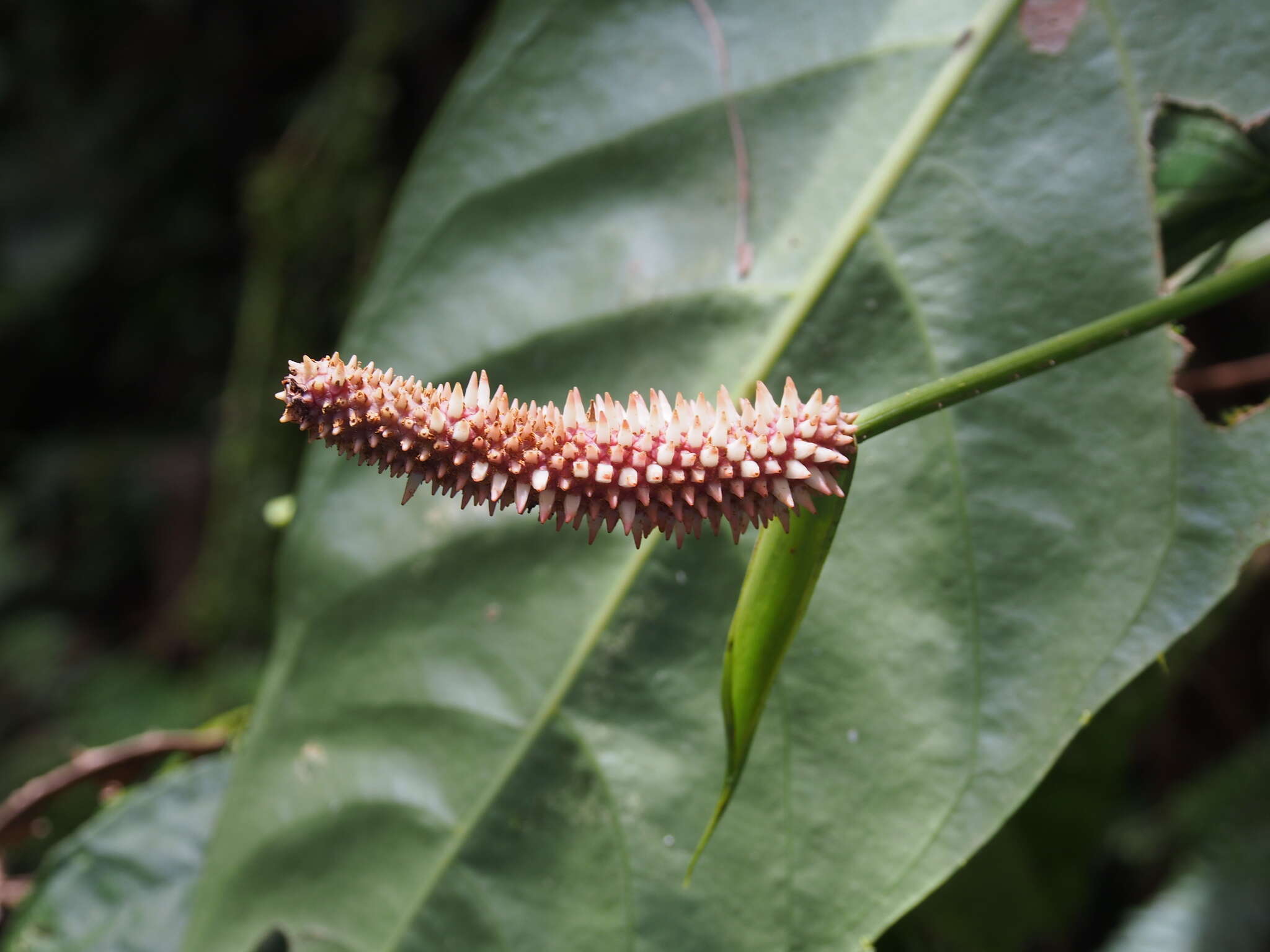 Image of Anthurium consobrinum Schott