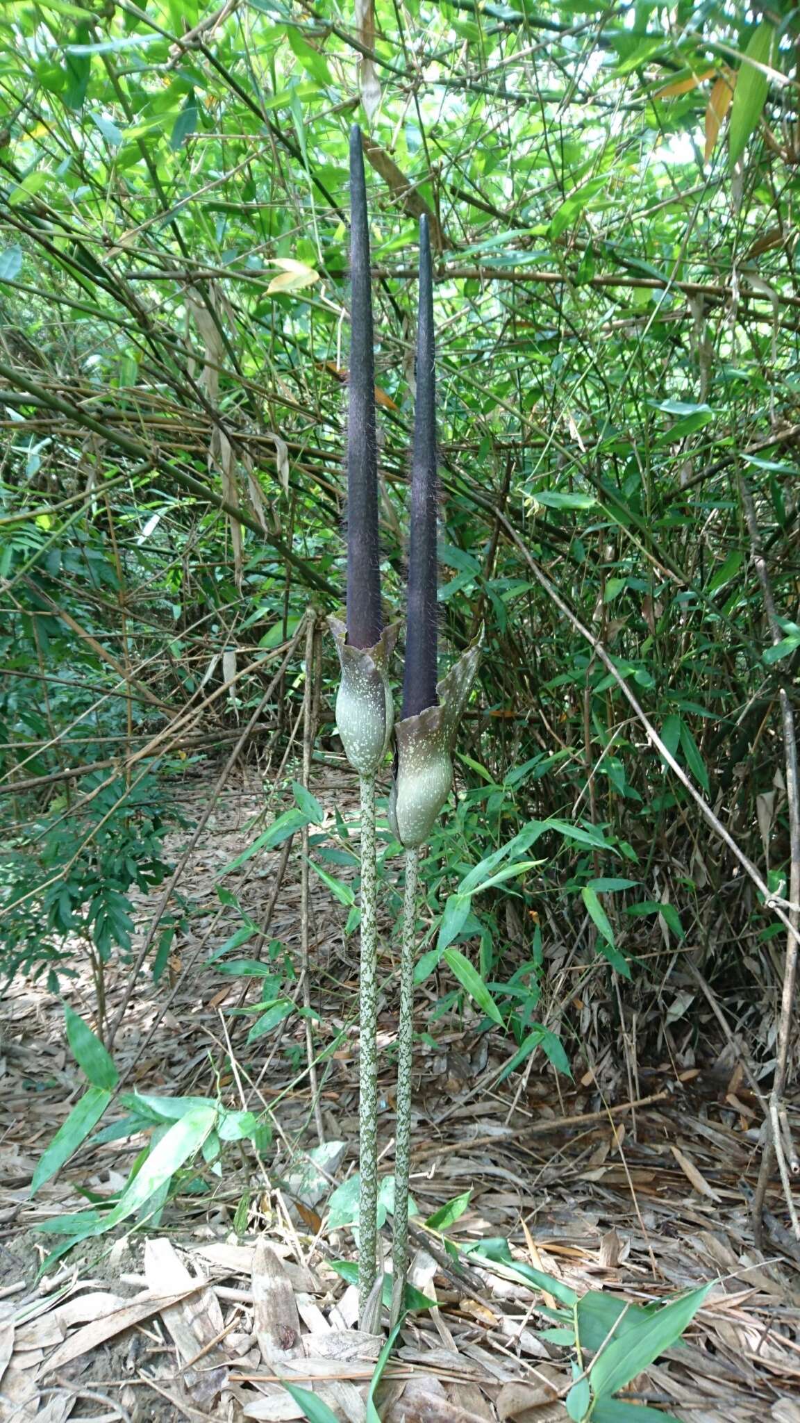 Amorphophallus hirtus N. E. Br. resmi