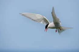 Image of Arctic Tern