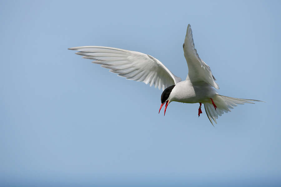 Image of Arctic Tern