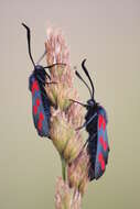 Image of six-spot burnet