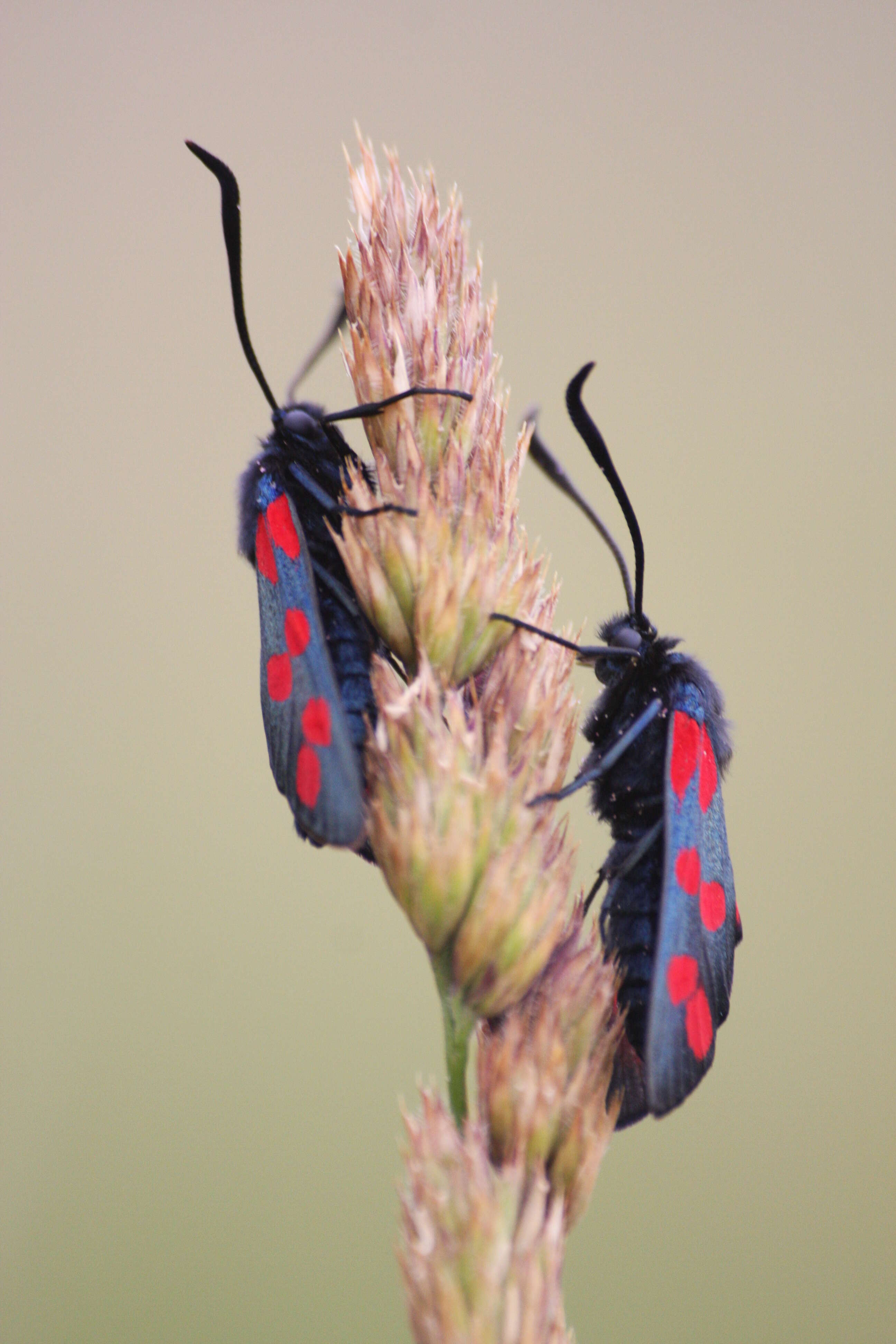 Image of six-spot burnet