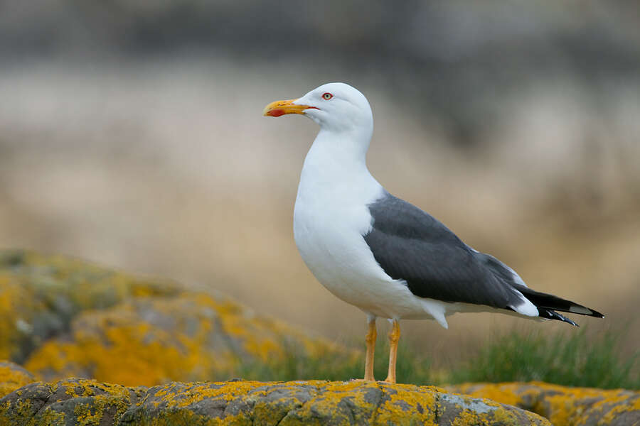 Image of Lesser Black-backed Gull