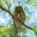 Image of Pacific Pygmy Owl