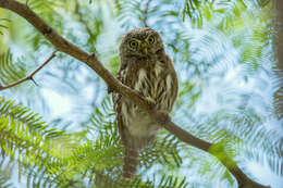 Plancia ëd Glaucidium peruanum König & C 1991