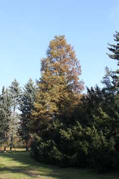 Image of Bald Cypress