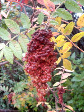 Image of Sicilian sumac