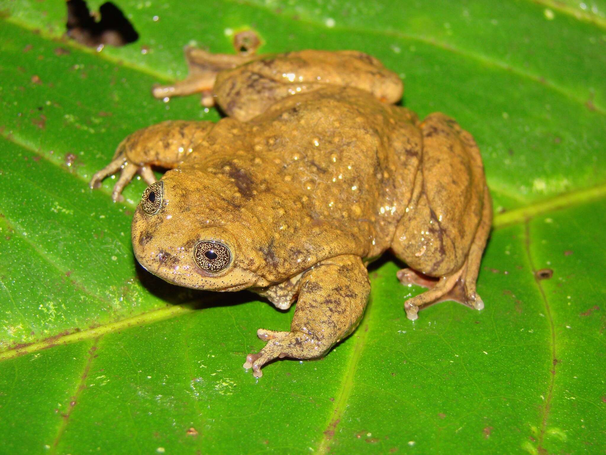 Image of Sehuencas water frog