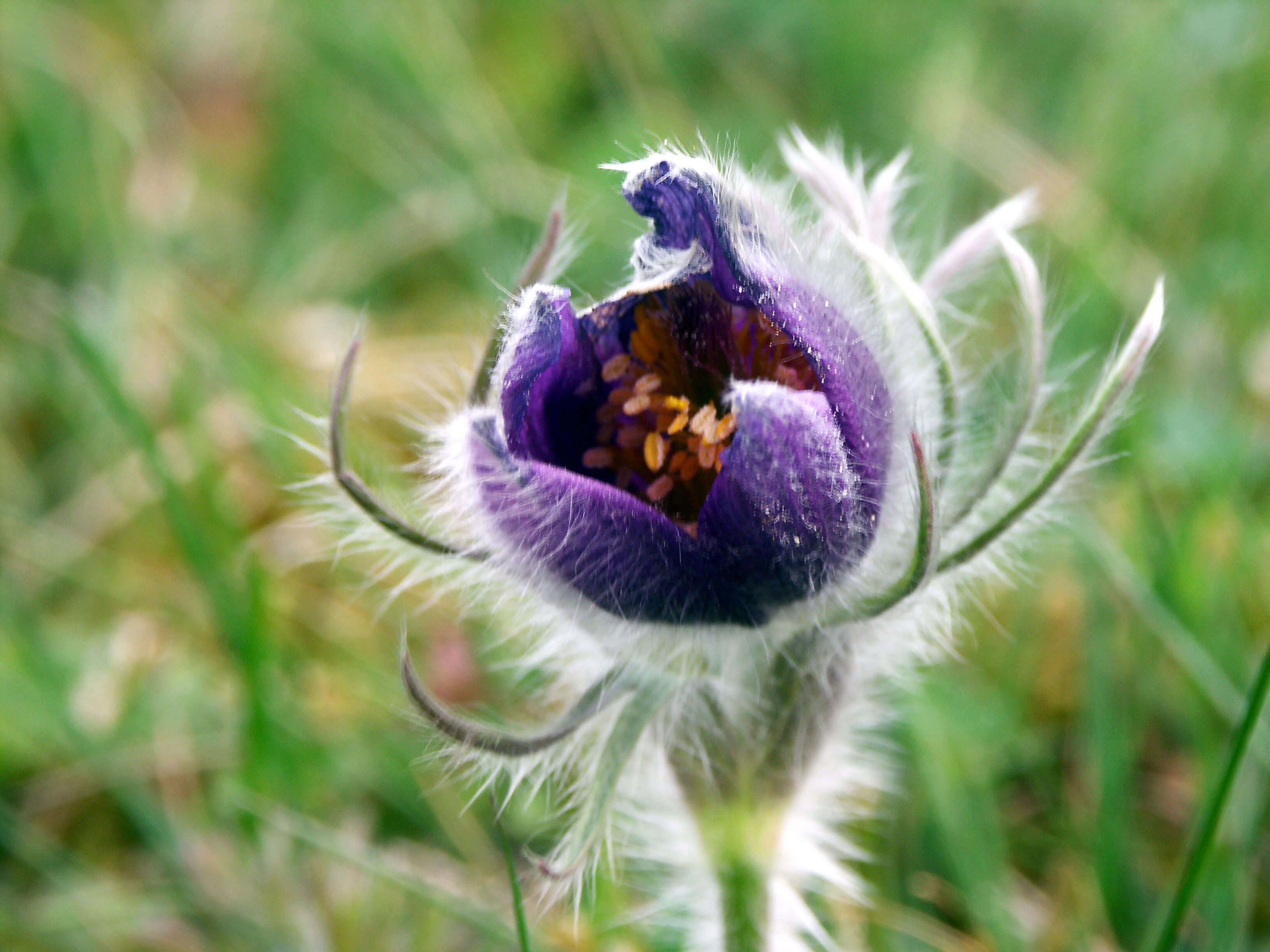 Imagem de Pulsatilla vulgaris Miller