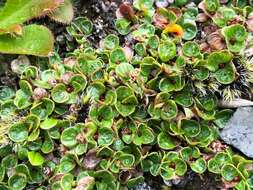 Image of Round-Leaf Willow