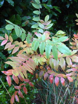 Image of Sicilian sumac