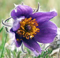 Imagem de Pulsatilla vulgaris Miller