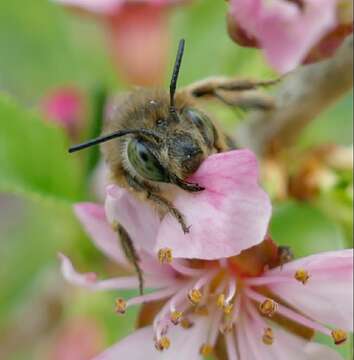 Image of Anthophora crinipes Smith 1854