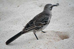 Image of Espanola Mockingbird