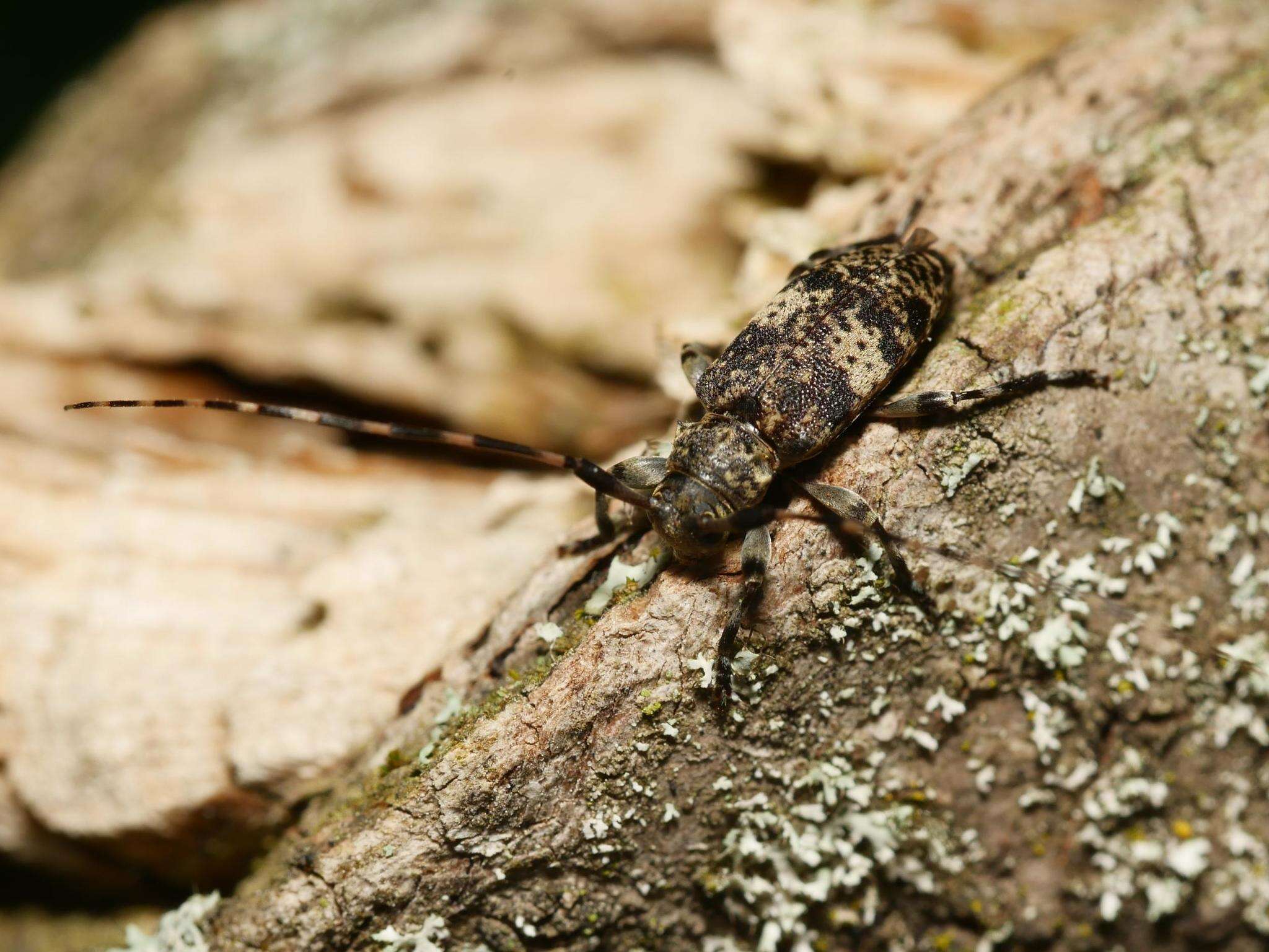 Image of Leiopus linnei Wallin, Nýlander & Kvamme 2009