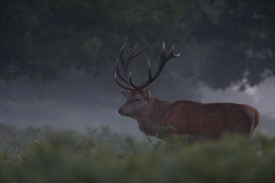 Image of Red Deer