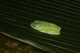 Image of Seychelles Tree Frog