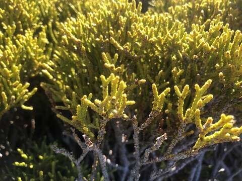 Plancia ëd Halocarpus biformis (Hook.) Quinn