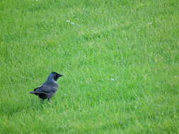 Image of Eurasian Jackdaw