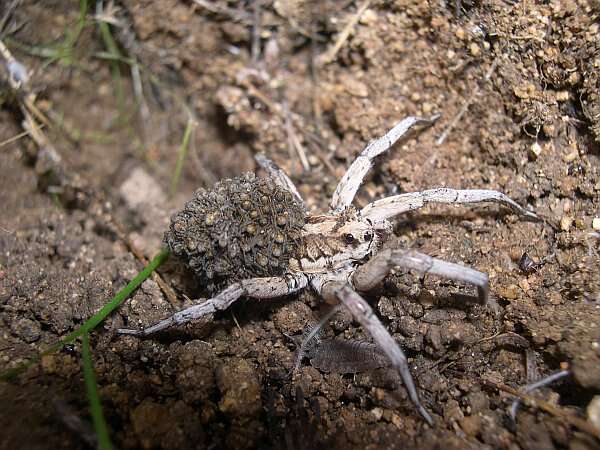 Image of Tarantula wolf spider