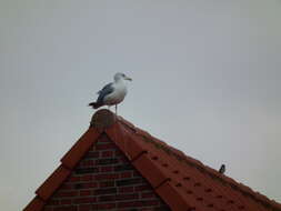 Image of European Herring Gull