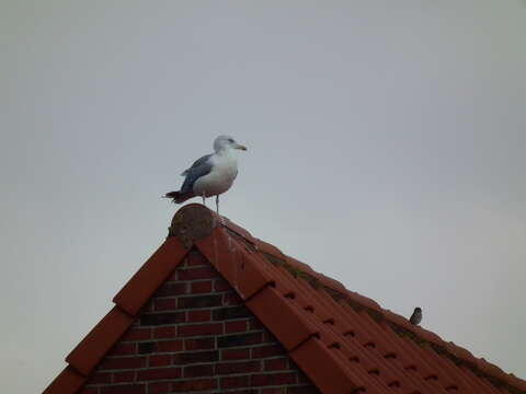 Image of European Herring Gull