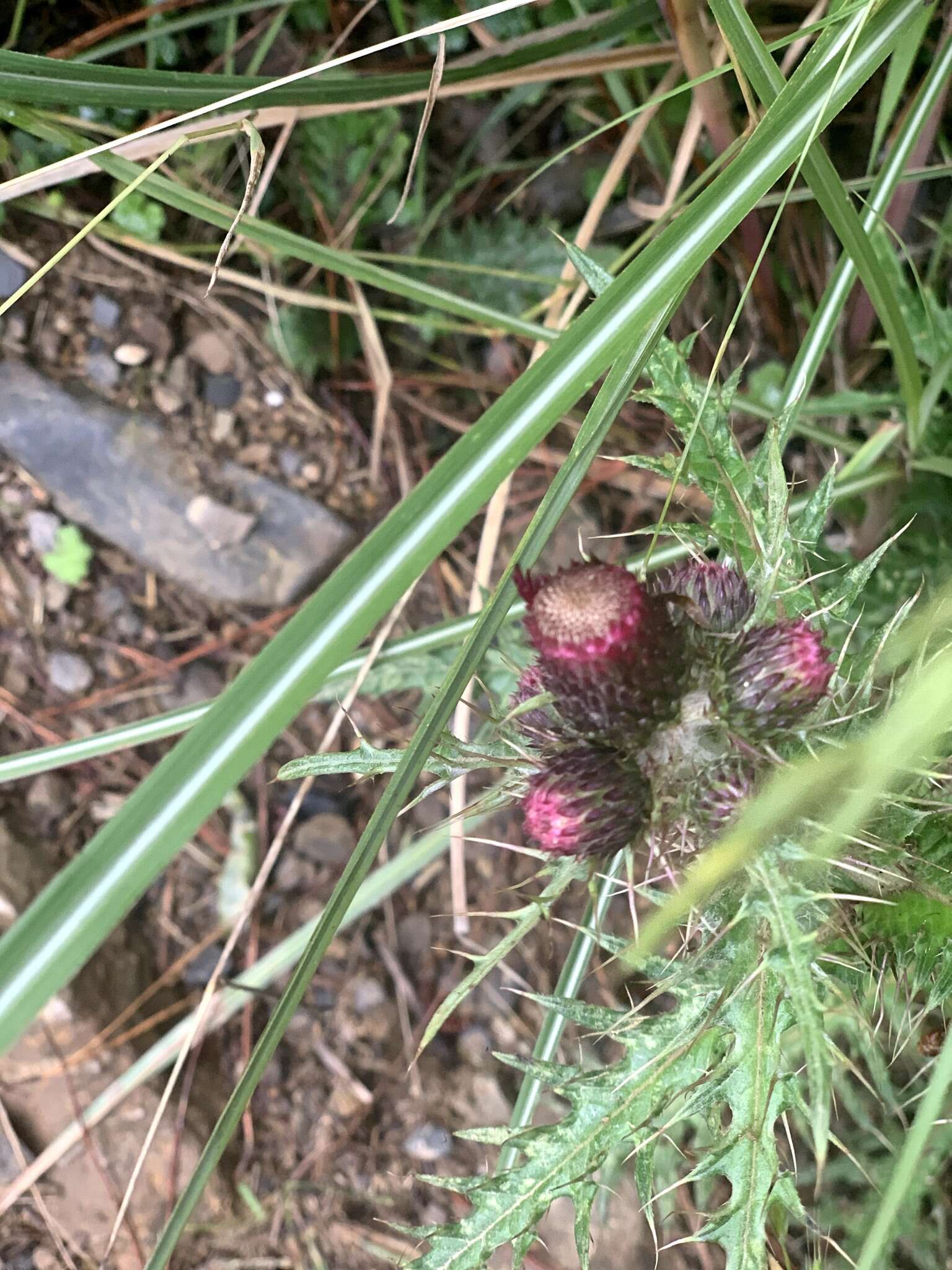 Cirsium suzukii的圖片