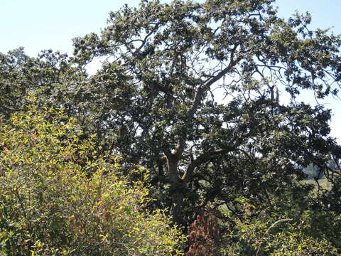 Image of Oregon white oak