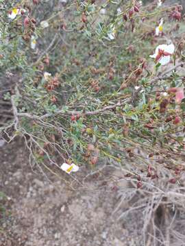 Image of Helianthemum almeriense Pau