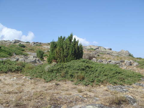 Image of Common Juniper